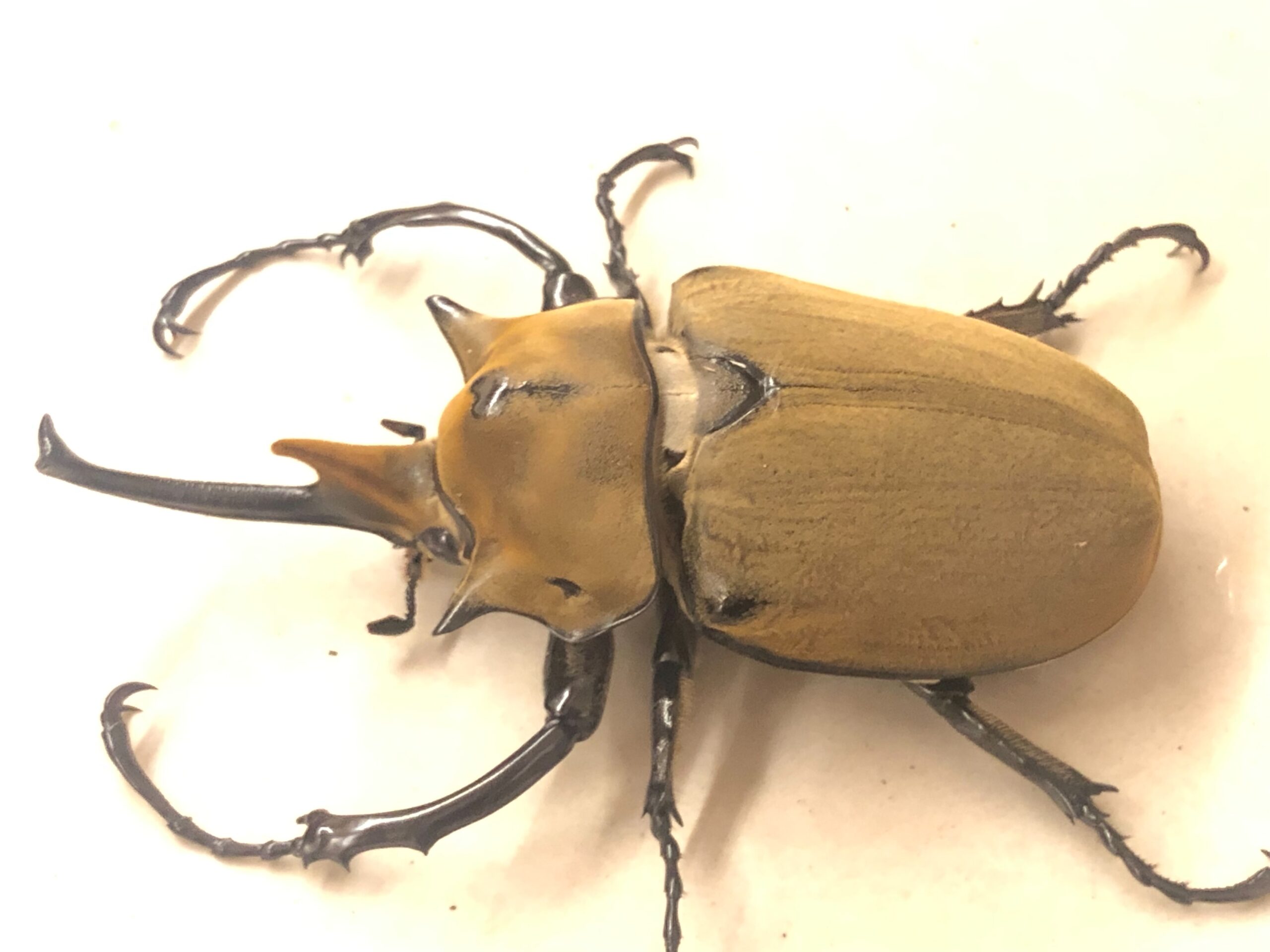 毛象大兜蟲Mee 成蟲(115~119mm)一對- 蟲趣昆蟲生態館