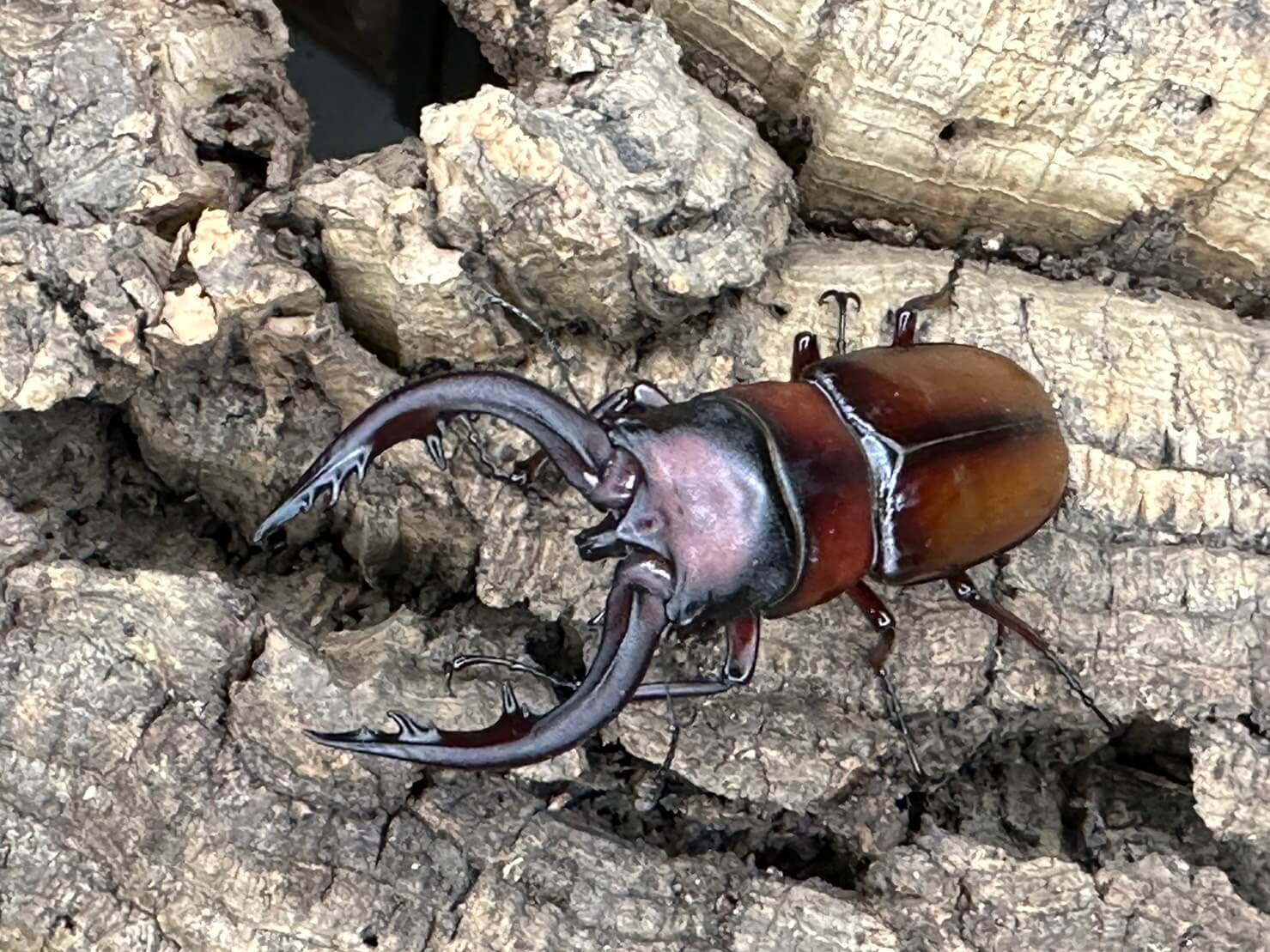中之島鋸鍬形蟲P. dissimilis elegans幼蟲L1~L2(種公極大72mm
